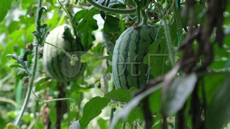 西瓜架子搭多高搭架子种植大山谷图库