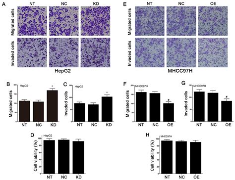 Fbxw7 Regulates Hepatocellular Carcinoma Migration And Invasion Via Notch1 Signaling Pathway