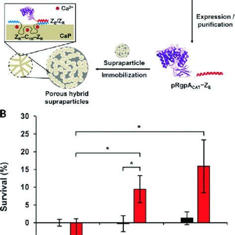 Supraparticles That Proteolytically Degrade Tnf α A Schematic