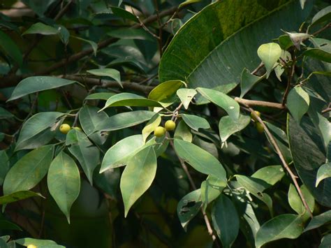 Ficus Benjamin Tutti I Segreti Per Coltivarlo Al Meglio