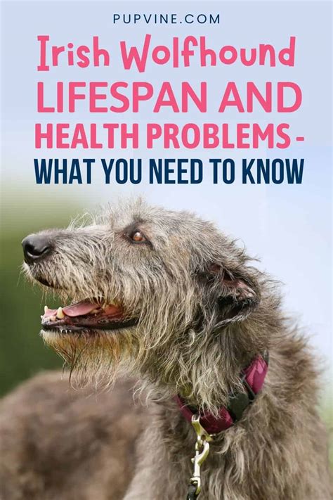 Irish Wolfhound Lifespan and Health Problems - What You Need to Know