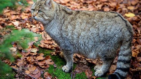 Nordrhein Westfalen Wildkatze Breitet Sich In NRW Wieder Aus N Tv De