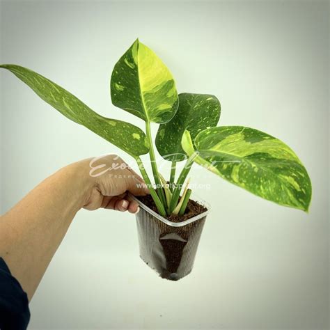 Philodendron Congo Green Marble - exoticplantshop.org