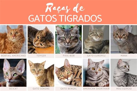 Raças de gato 10 espécies mais comuns no Brasil