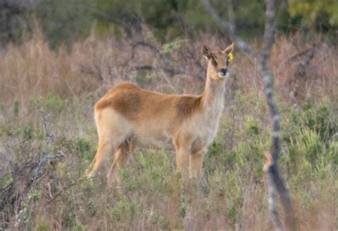 Nile Lechwe Blackjack Breeders