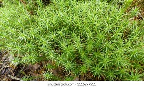 214 Sphagnum Species Images, Stock Photos & Vectors | Shutterstock