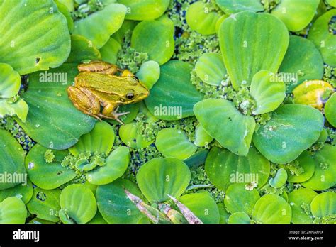 Perez S Frog Also Known As Iberian Waterfrog Iberian Green Frog Or