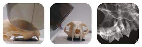 feline dental radiography positioning aid