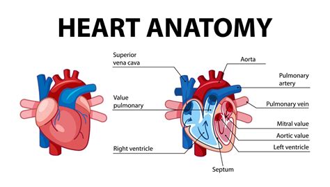 Information poster of human heart diagram 1542601 Vector Art at Vecteezy