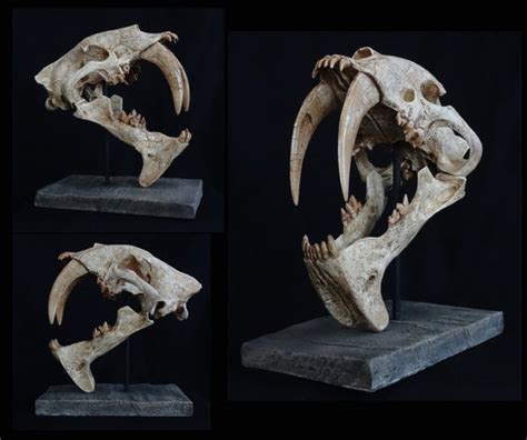 Megantereon Skull Replica | DINOSAURS ROCK SUPERSTORE | Fossil ...