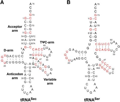 Insights Into Substrate Promiscuity Of Human Seryl TRNA Synthetase