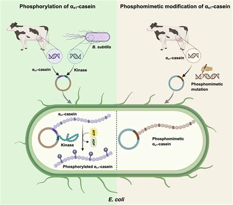 Real milk proteins, no cows: Engineered bacteria pave the way for vegan