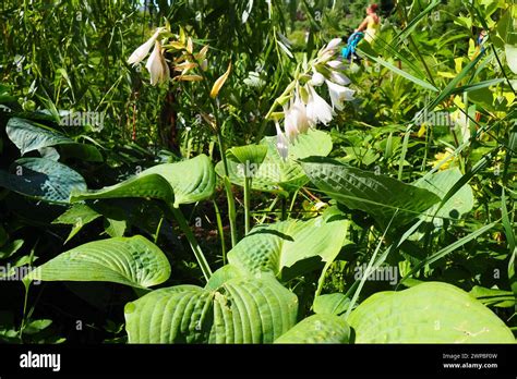 Hosta Plantaginea The Fragrant Plantain Lily Or August Lily Is