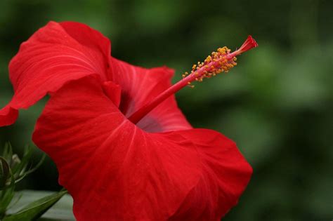 How To Harvest Hibiscus Seeds Green Packs