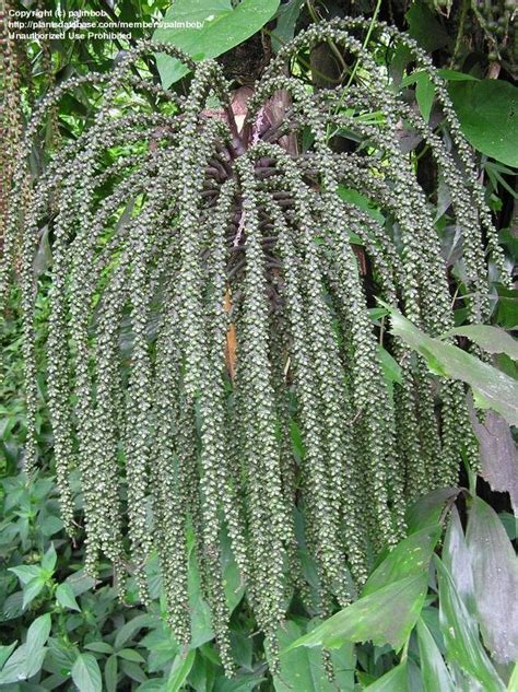 Plantfiles Pictures Caryota Species Burmese Fishtail Palm Clustered