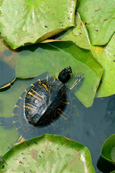 Small green turtle in pond stock photo. Image of nature - 15902726