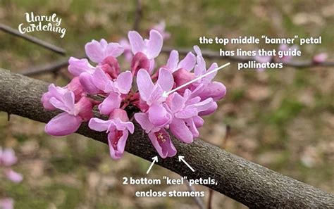 Identifying Using Redbud Flowers Unruly Gardening