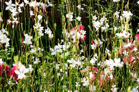 Wilde Bloemen Vaste Plant Bloemen