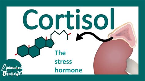 What Is Cortisol I Cortisol Function Production I Cortisol