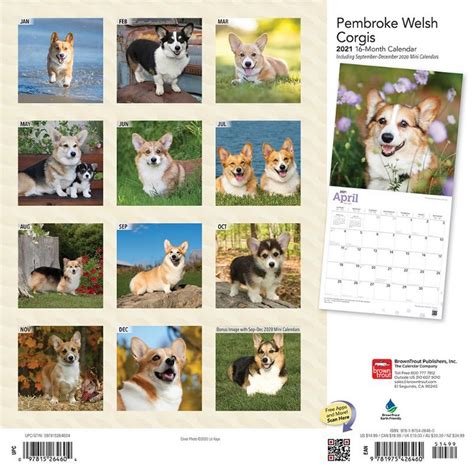 Pembroke Welsh Corgis 2021 Wall Calendar By Browntrout