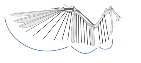 bones in the wing Diagram | Quizlet