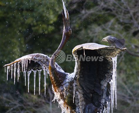 鶴の噴水につらら、東京・日比谷公園 写真4枚 国際ニュース：afpbb News