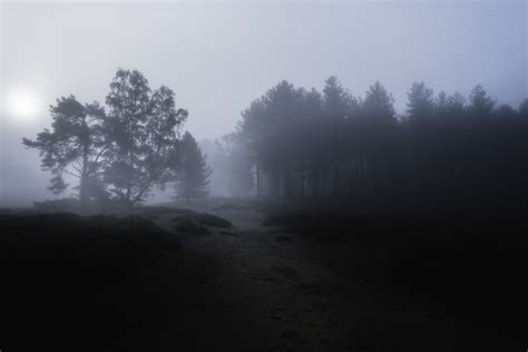 Photographing in a foggy forest — Dedication Photography