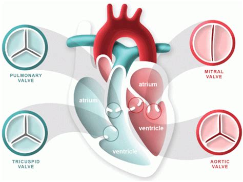 Buy Heart Valve Disease And Cardiovascular Disease Medi