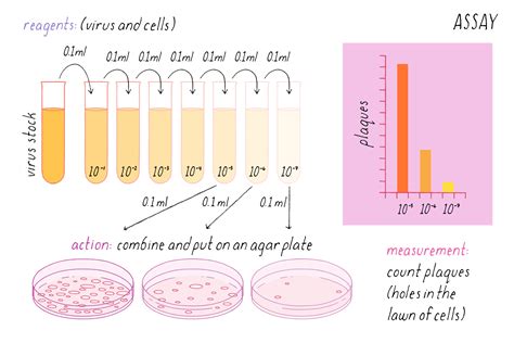 Biodictionary Graphics And Descriptions Of Biological Terms