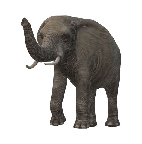 Elephant isolated on a Transparent Background 23556646 PNG