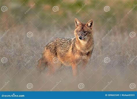 Golden Jackal Canis Aureus In Natural Habitat Stock Image Image Of