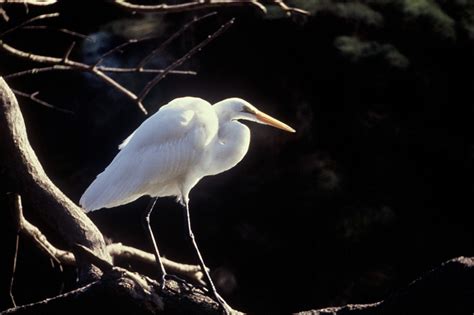 Great Egret - Ardea alba - NatureWorks