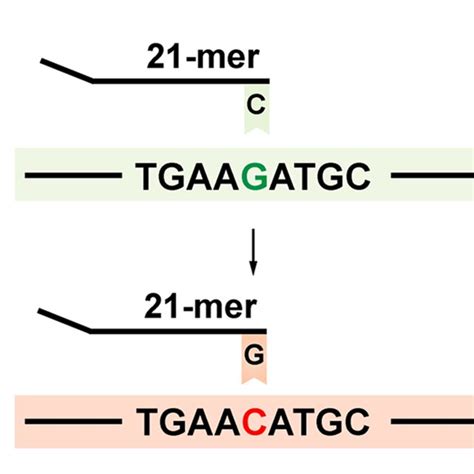 The Schematic Diagram Of Single Nucleotide Variant Genotyping With