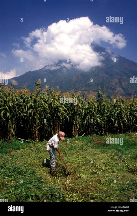 Corn Growing Guatemala Hi Res Stock Photography And Images Alamy