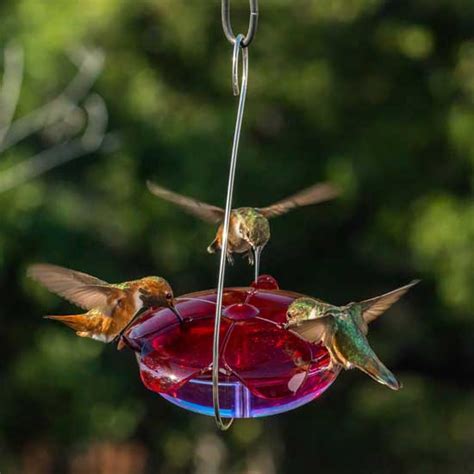 Ruby Sipper Lavender Dish Hummingbird Feeder Tray Feeder