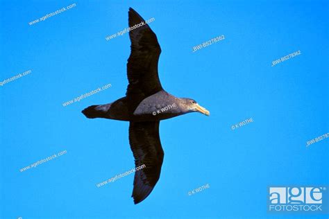 Southern Giant Petrel Giant Petrel Macronectes Giganteus Flying