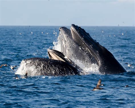 Experience Whale Watching Ventura Off of The Channel Islands