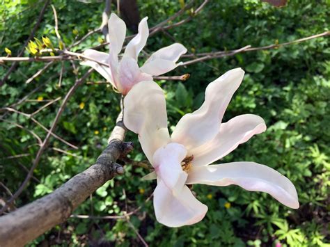 Первые магнолии в Москве расцвели в «Аптекарском огороде» 24 апреля ...