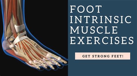 The 19 Muscles Of The Foot ~ How to Strengthen Leg Muscles After a Broken Foot Heals | Peroneal ...