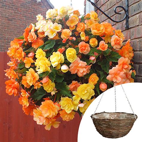 Pre Planted Begonia Apricot Shades Hanging Baskets 14 Gardening Direct