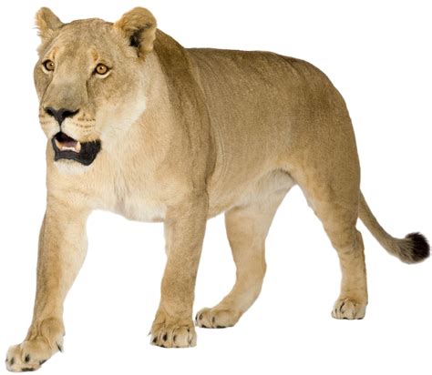 Download A Lion With Its Mouth Open 100 Free Fastpng