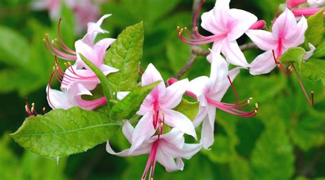 35 Different Types of Flowering Azalea Varieties - Epic Gardening