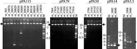 Ethidium Bromide Stained Agarose Gels Showing Pcr Amplicons Kbp