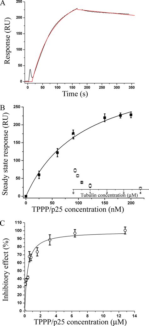 Interaction Of Tppp P With Hdac And Its Effect On The Deacetylase