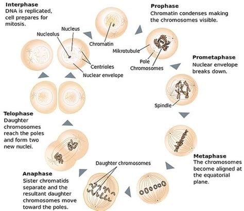 Stages Of Mitosis Flashcards Quizlet