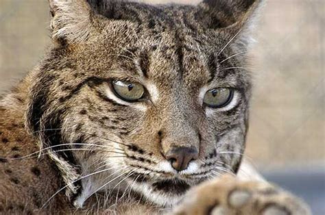 Nacen 3 nuevos cahorritos de lince ibérico en Doñana