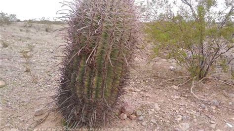 Cacti In The Desert Casa Grande Phoenix Arizona Youtube