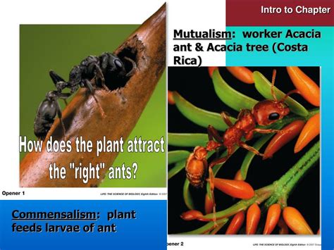 Ppt Community Ecology Powerpoint Presentation Free Download Id 1172934