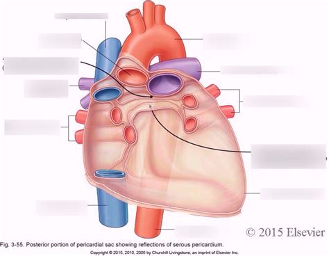 Reflections of serous pericardium Diagram | Quizlet