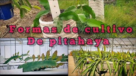 3 formas de cultivo de pitahaya hidroponía en macetas y en